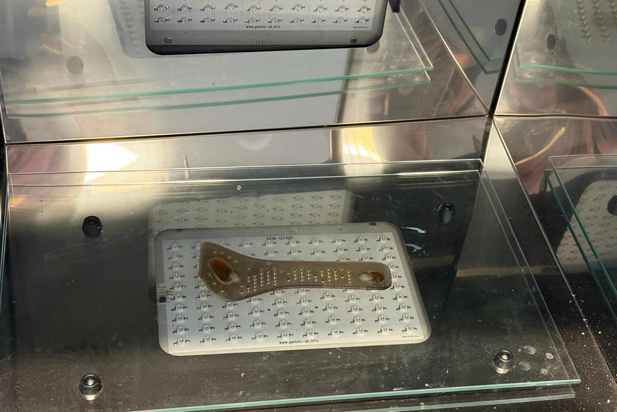 Les imatges de l'estudi de les fèrules impreses en 3D