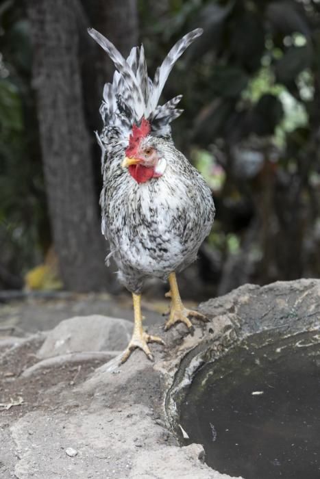 17.09.18. Las Palmas de Gran Canaria. Gallinas y ...