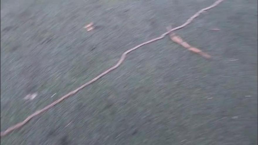 Las temidas filas de procesionarias llegan al IES La Basílica de Algezares