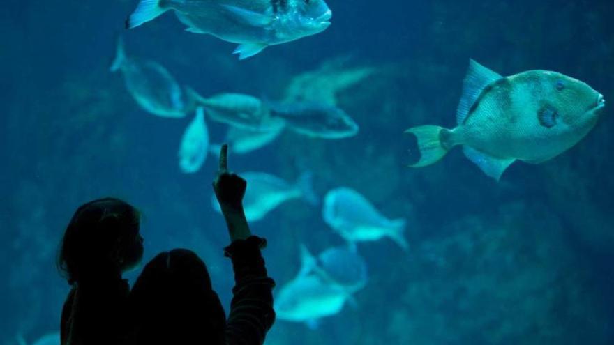 Dos niños observan peces en el Acuario de Gijón.