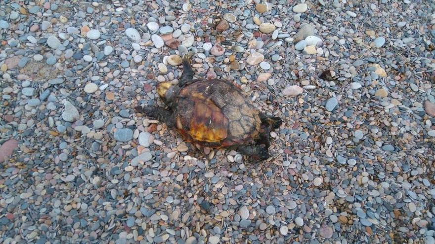 Recogen dos tortugas muertas en la playa de Corinto