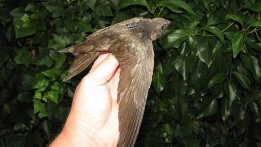 El aumento de las temperaturas en Canarias atrae a aves africanas