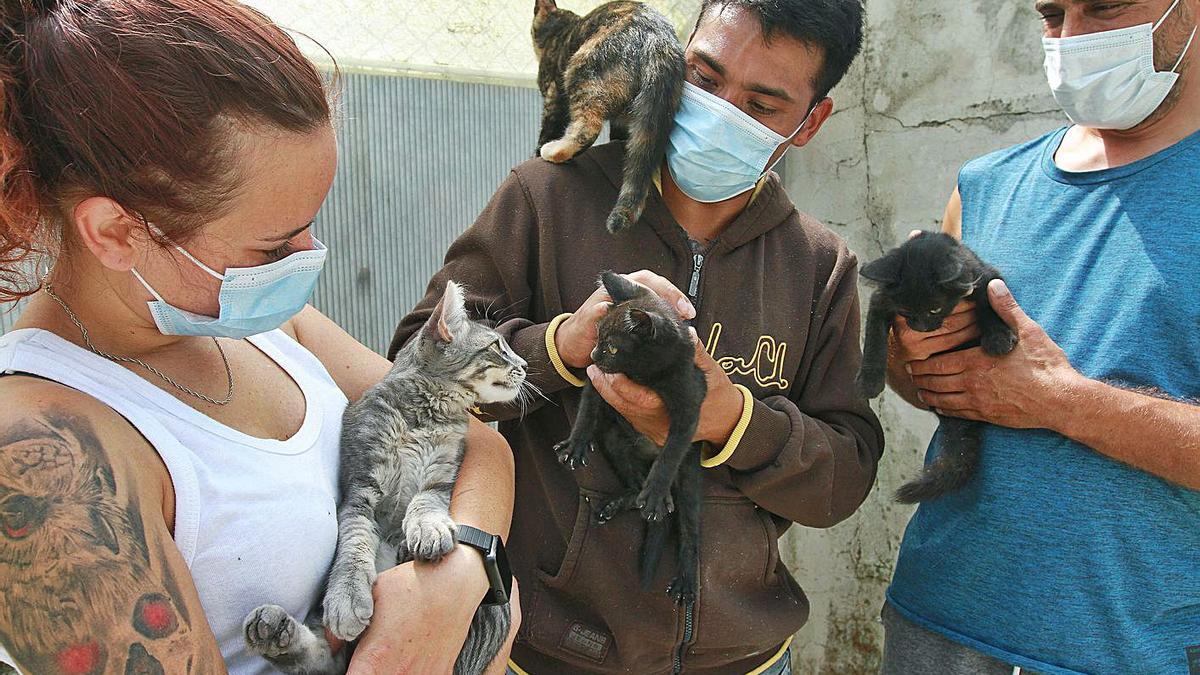 Los gatos en uno de los sitios ubicados para ellos.  |  // I.O.