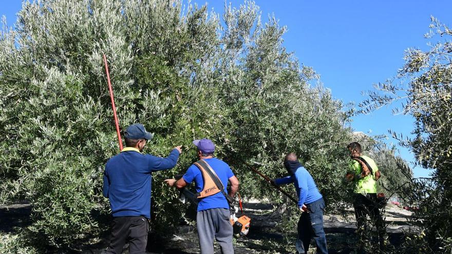 ¿Quién recibe más ayudas en el campo cordobés?