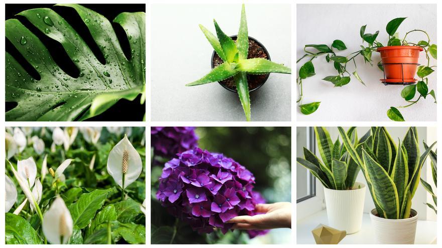 10 plantas tóxicas que no deberías tener en casa