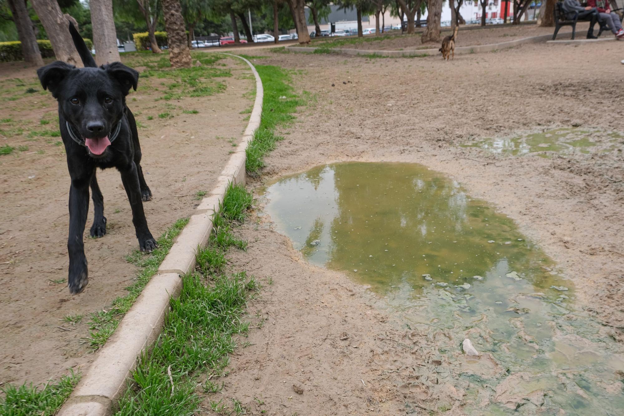 Quejas por el estado del parque canino de Babel en Alicante