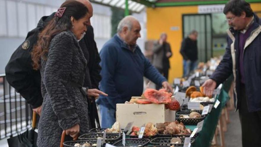 La asociación "Geotropa" reúne 300 especies de setas en una muestra en Langreo