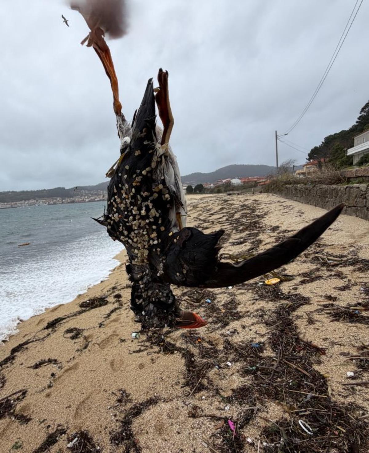 Otro ejemplar arrastrado hasta Rodeira. | FDV