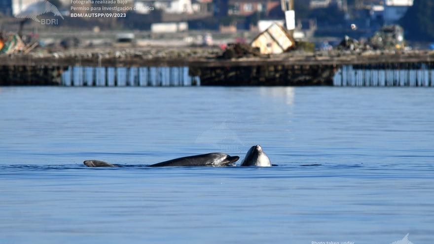 ¿Qué tienen que ver los delfines, la contaminación y la candidiasis?