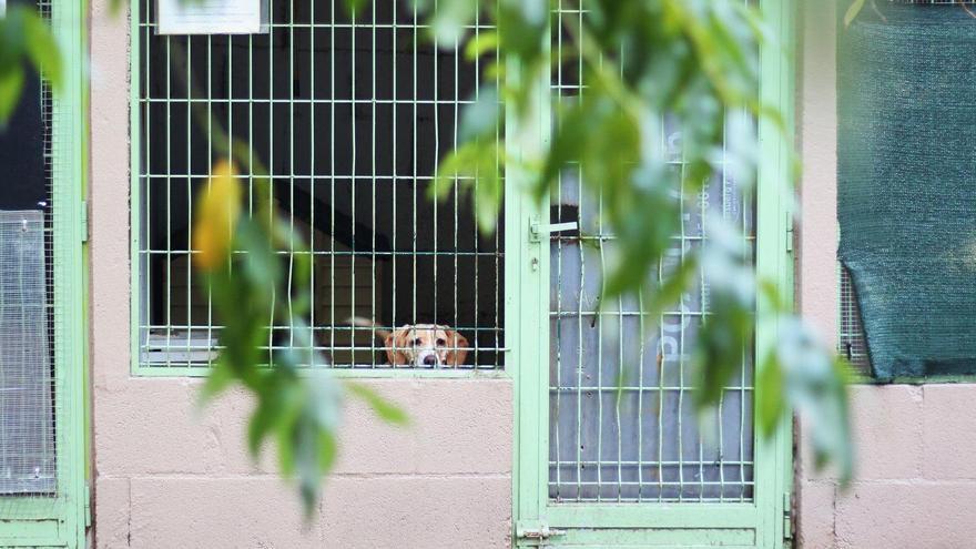 Un perro se asoma en uno de los caniles de la protectora Tú eres nuestra ayuda.