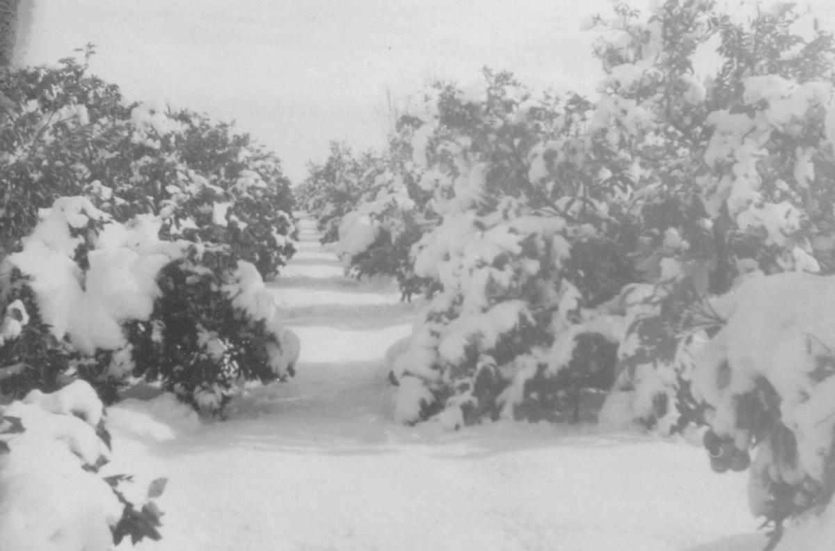 Campo de naranjos nevados en Castellón en 1956.