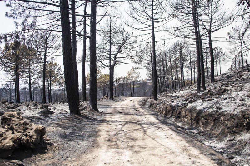 El paraje de El Surar, arrasado por el incendio