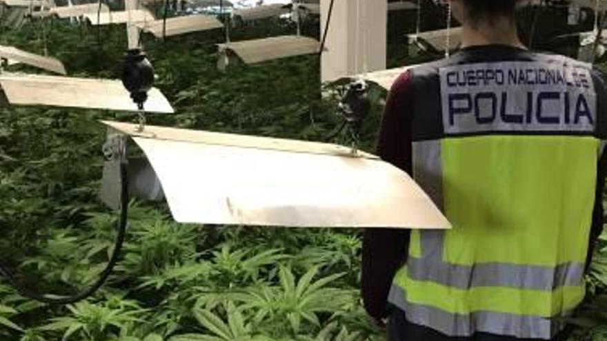 La plantación de marihuana desmantelada en Saladas.