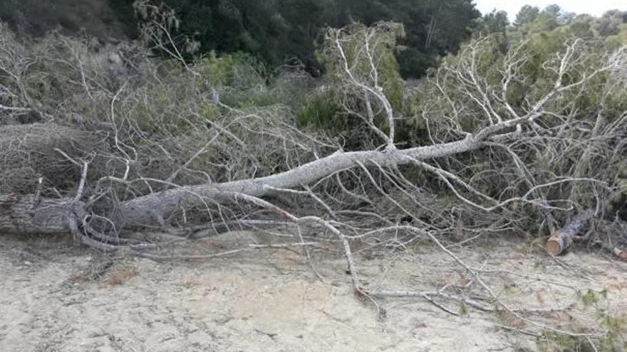 Imagen de los pinos talados sin autorización en Lo Maseras y que se están cortando y apilando.