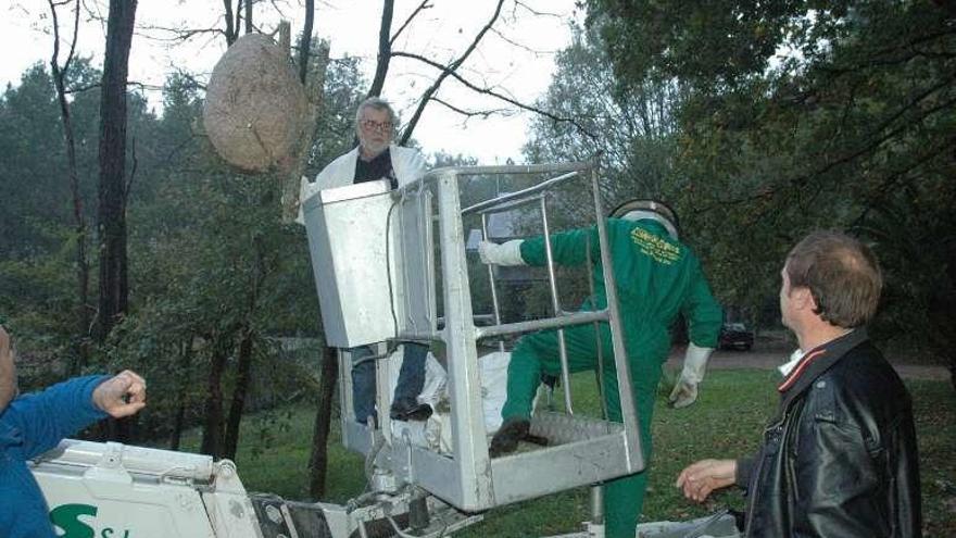 Los vecinos Tomas Rivero y Andrés Pino retiran un nido de avispa velutina en Ponteareas. // D.P.