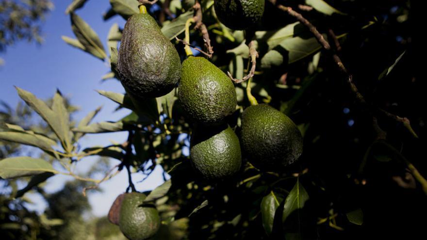 Oleada de robos de aguacates en el campo valenciano por sus altos precios