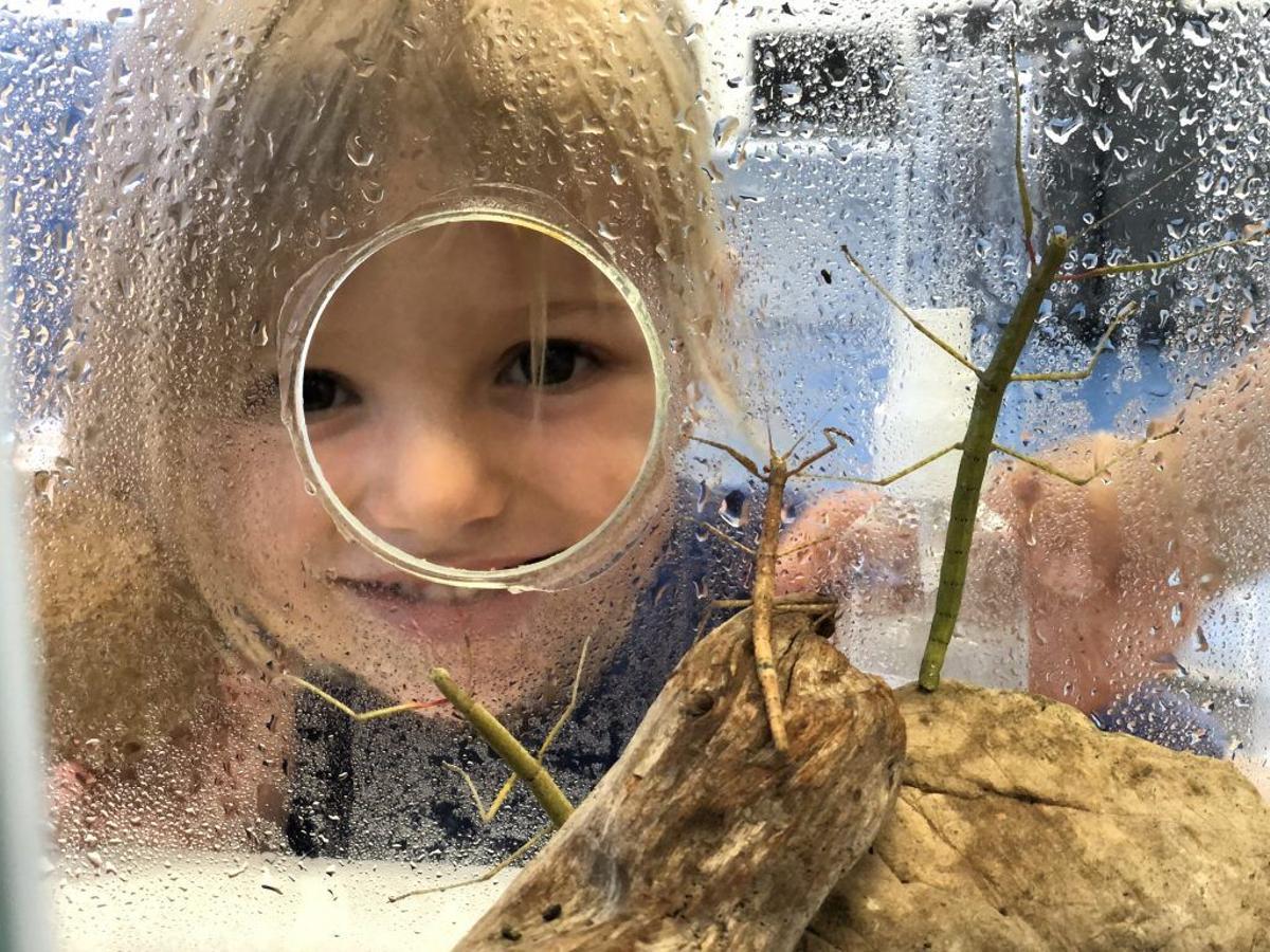 Lab 0-6 . Un infant observa insectes de pal. Lab 0-6 . U Manresa . FUB