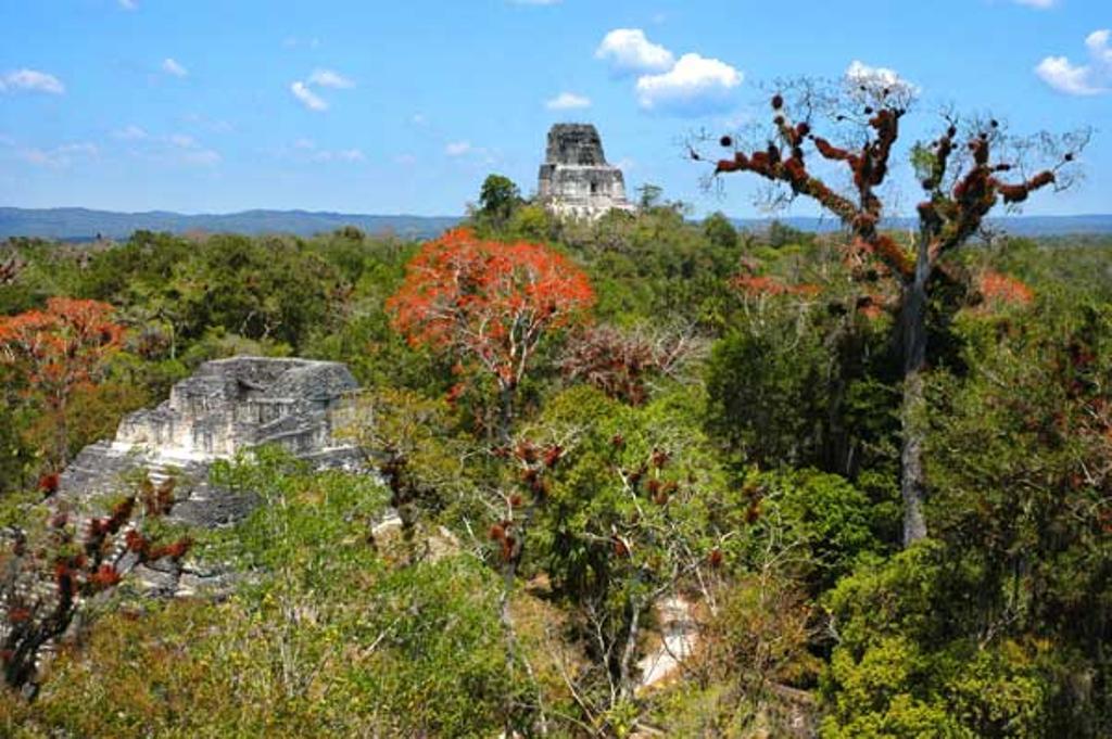 Pirámide de Tikal.
