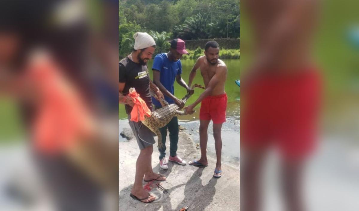 Cocodrilo encontrado en Annobón Guinea Ecuatorial
