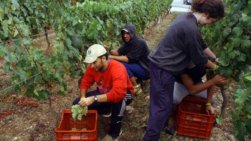 La iniciativa de la Cooperativa tiene como objetivo que los jóvenes apuesten por la viticultura.