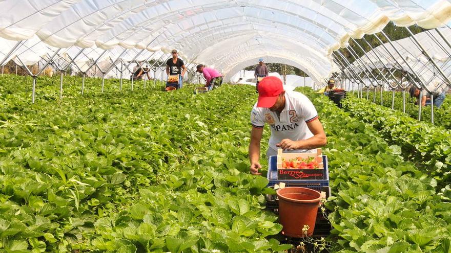 Los pesticidas amenazan la salud de los trabajadores de invernadero, alerta un estudio
