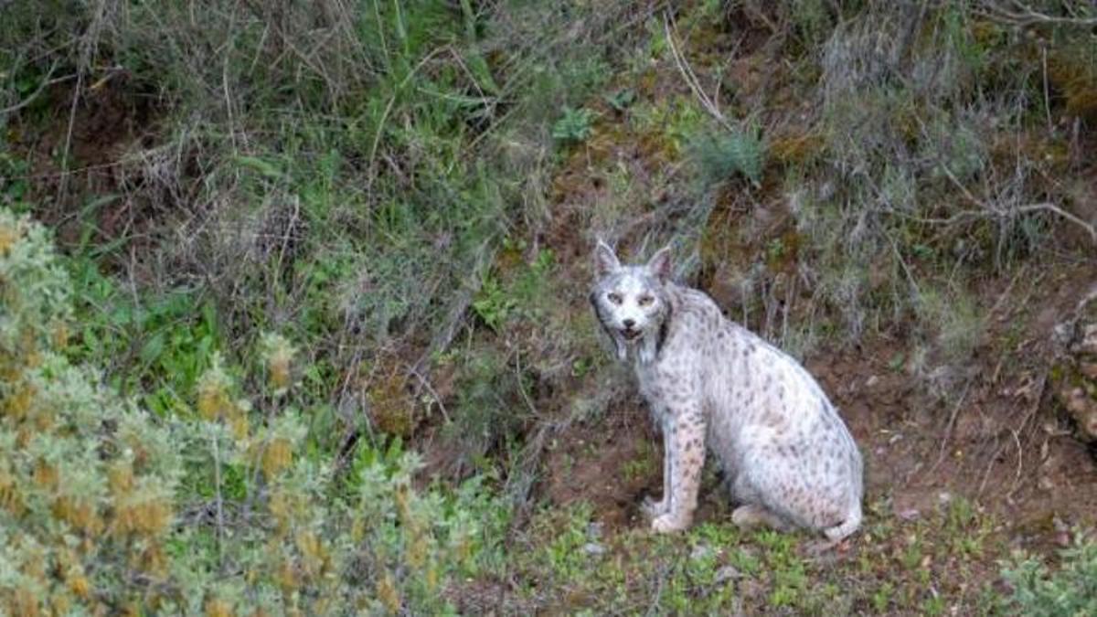 El lince ibérico blanco hallado en Jaén vuelve a su color habitual