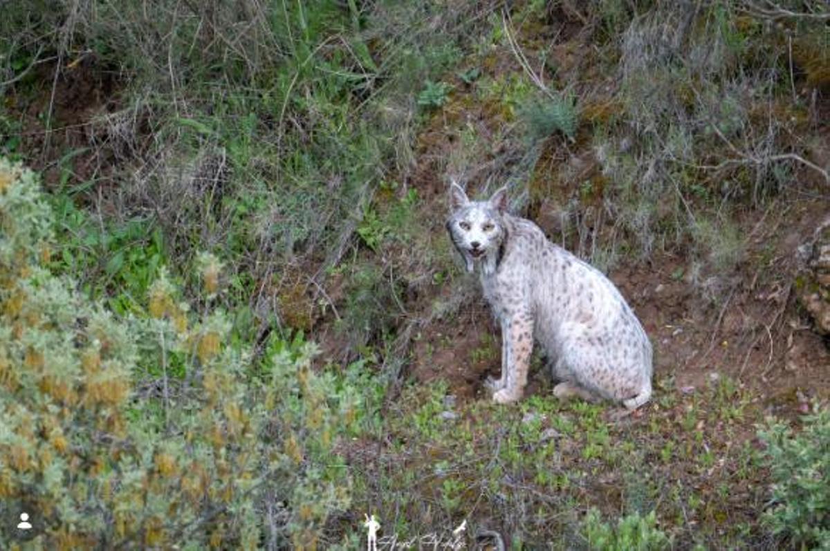 Imagen del lince ibérico en instagram captada por Ángel Hidalgo.