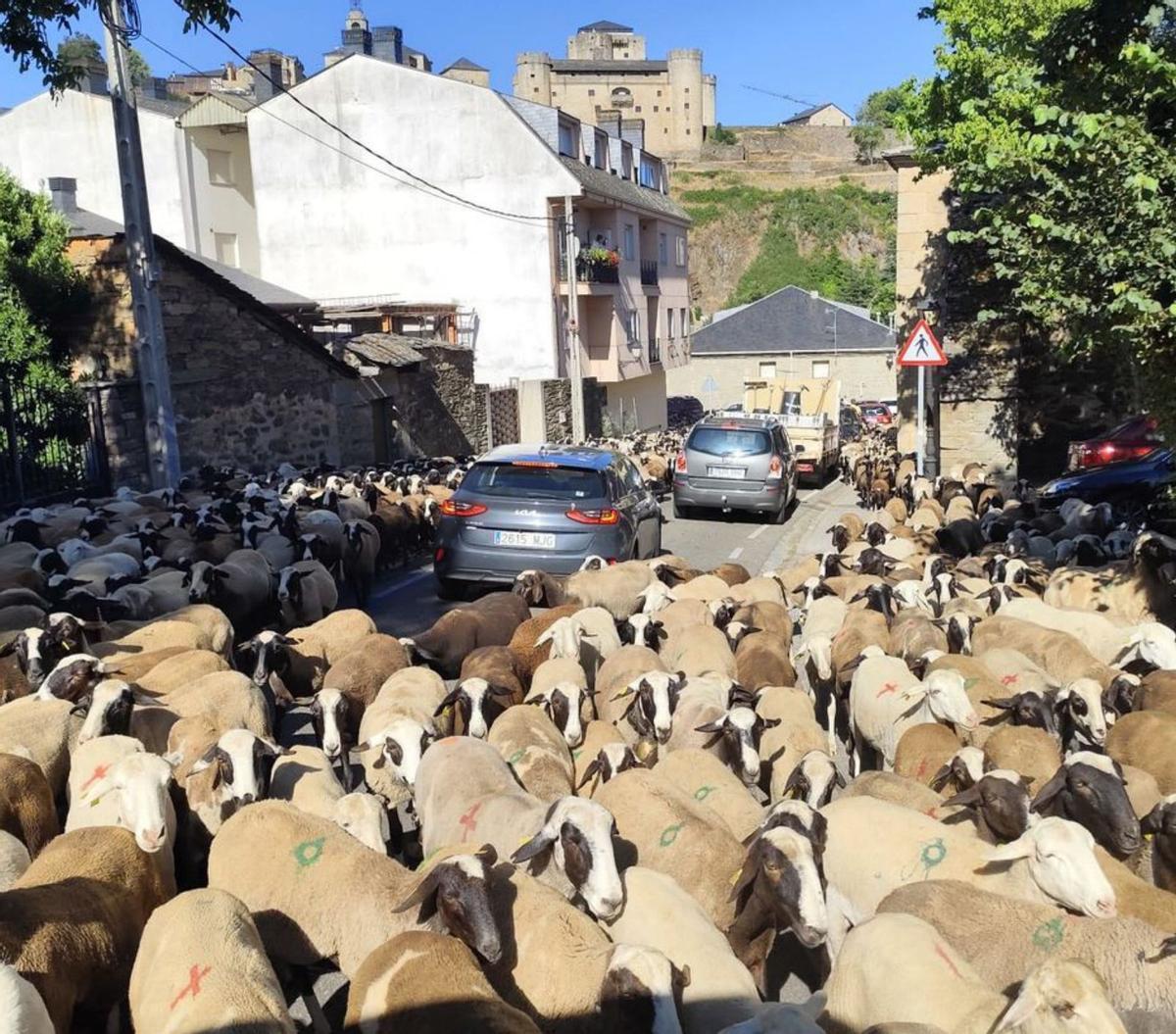 Los pastores alistanos caminan hacia la sierra