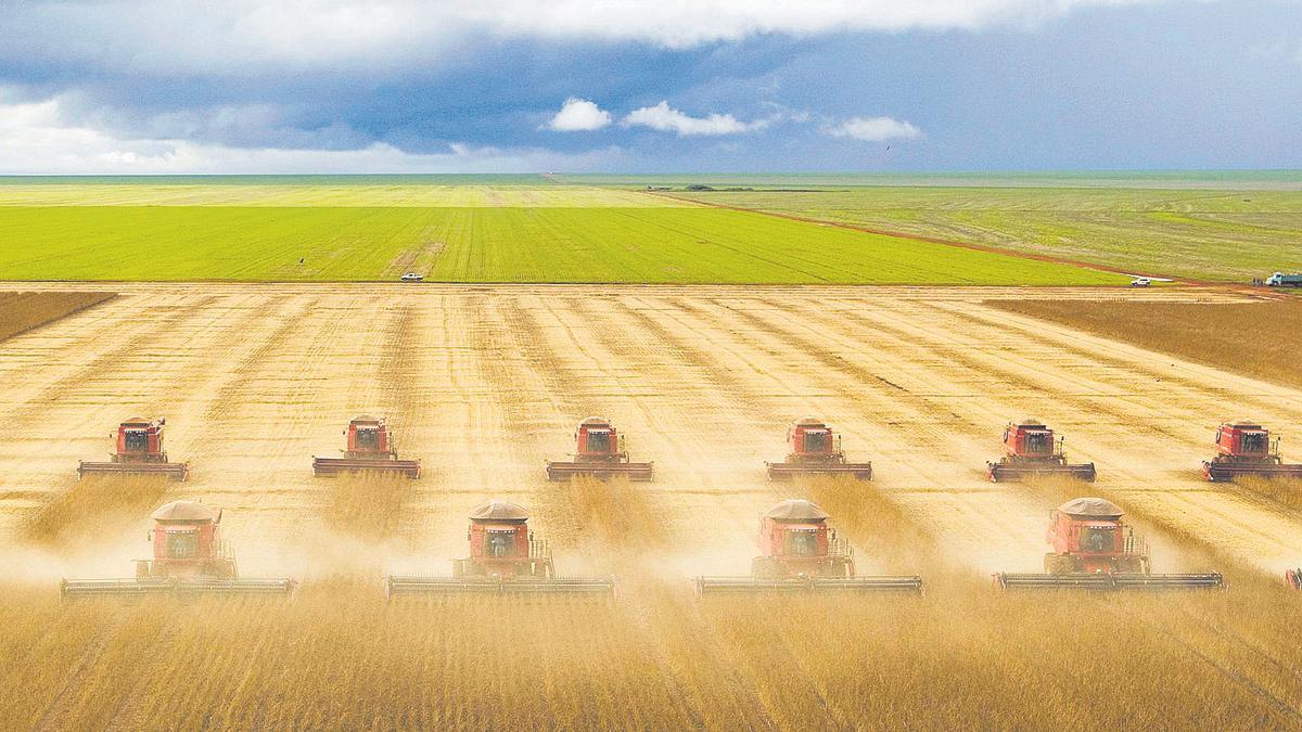 Terreny desforestat per dedicar-lo a plantacions agrícoles