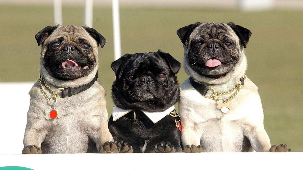 Tres pugs.