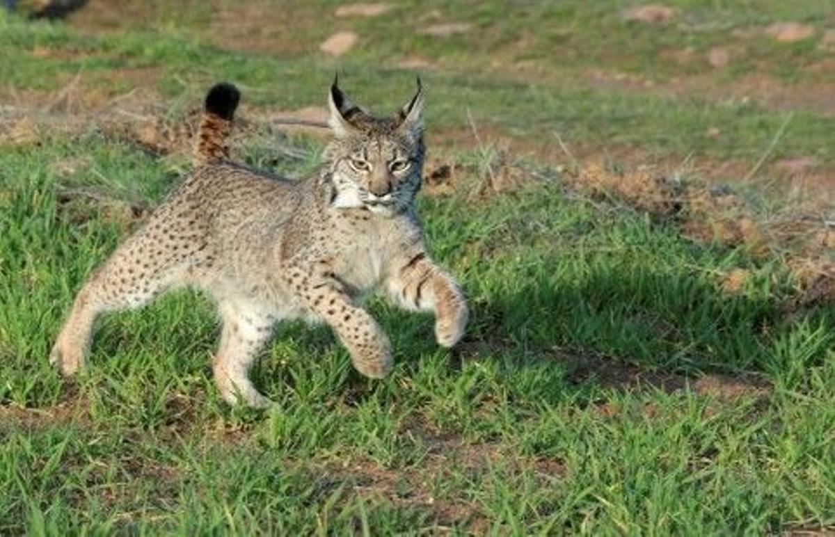 Un ejemplar joven de lince