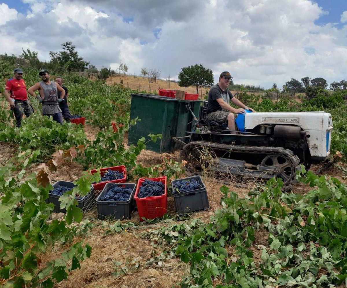 Tiempo de uvas en la Sierra de la Culebra