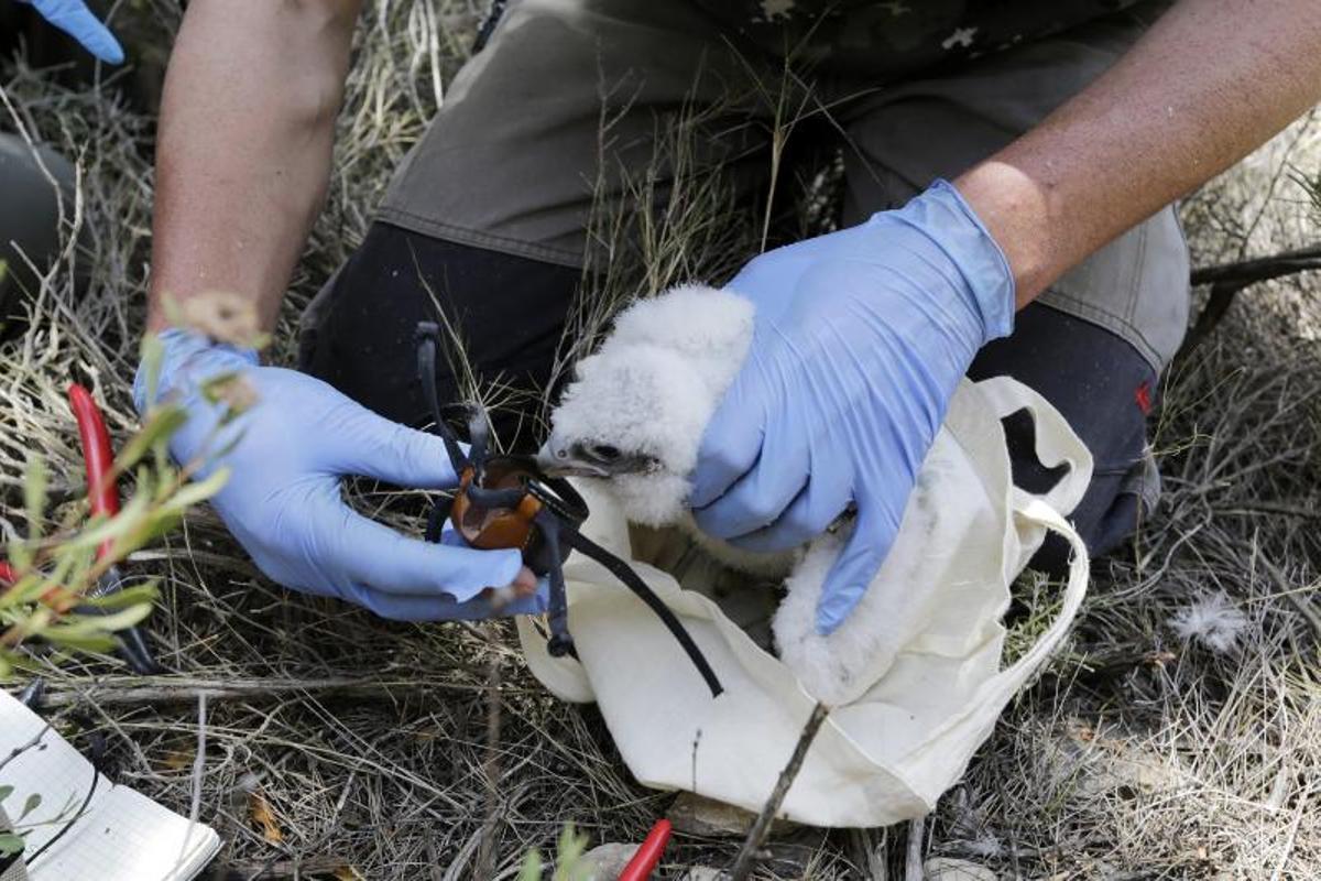 Agentes rurales anillan halcones peregrinos en el Penedès