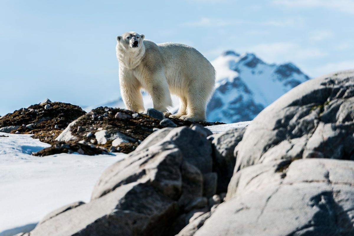 Oso polar en Groenlandia