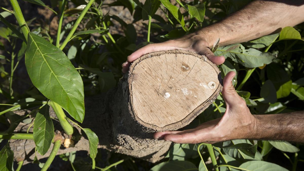 presidente de la Asociación Española de Tropicales, Domingo Medina, revisa una de sus plantaciones de frutas tropicales, aguacates y mangos, en las que ha arrancado gran parte de los arboles de aguacates debido a la escasez de agua que sufre la zona de la Axarquía.