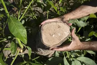 La factura de la sequía: sacrificio de aguacates y aceituna de mesa en riesgo