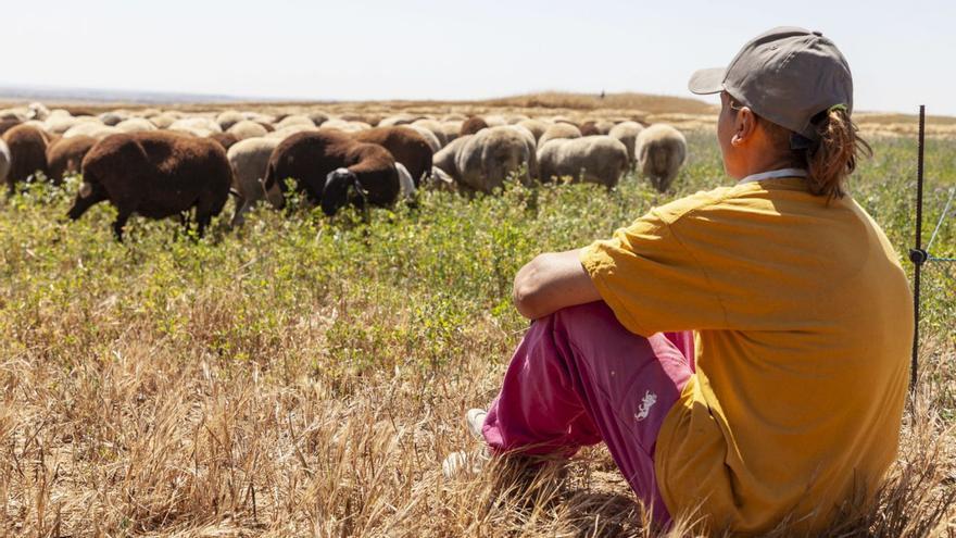 El purín de una macrogranja de Zamora deja sin pastos a los ganaderos de ovino