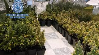 Una mujer se enfrenta a dos años de prisión por un cultivo de 189 plantas de marihuana