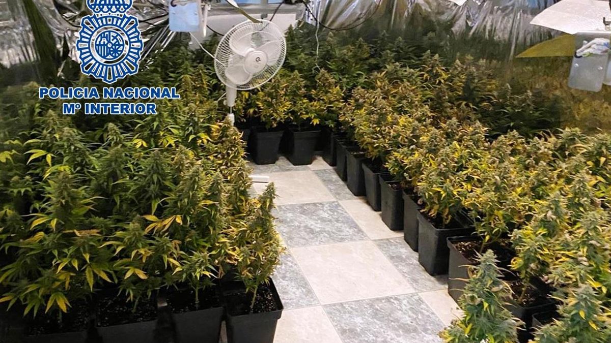 Una plantación de marihuana desmantelada por la Policía Nacional en Córdoba, en una imagen de archivo.
