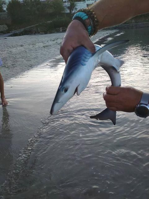 Un tiburón azul sorprende a los bañistas en Marín