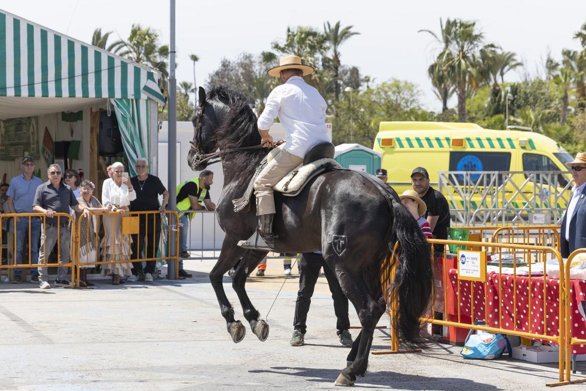 Desfile de carrozas y caballistas de la Feria de Mayo 2026 de Torrevieja este domingo