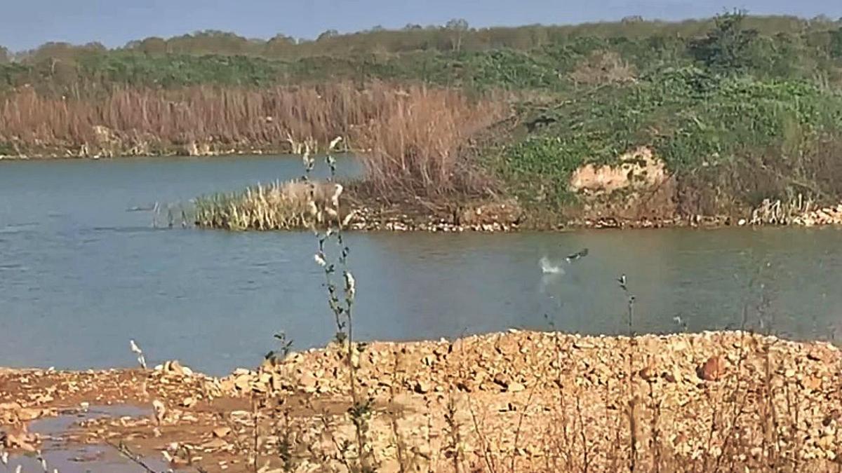 En las imágenes se observan las lagunas artificiales creadas en la zona de la gravera del Chote, donde se observan ánades. | E. P.