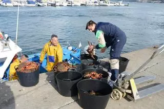 La centolla regresa con buenas capturas y de calidad, pero con precios por debajo de los 17 euros