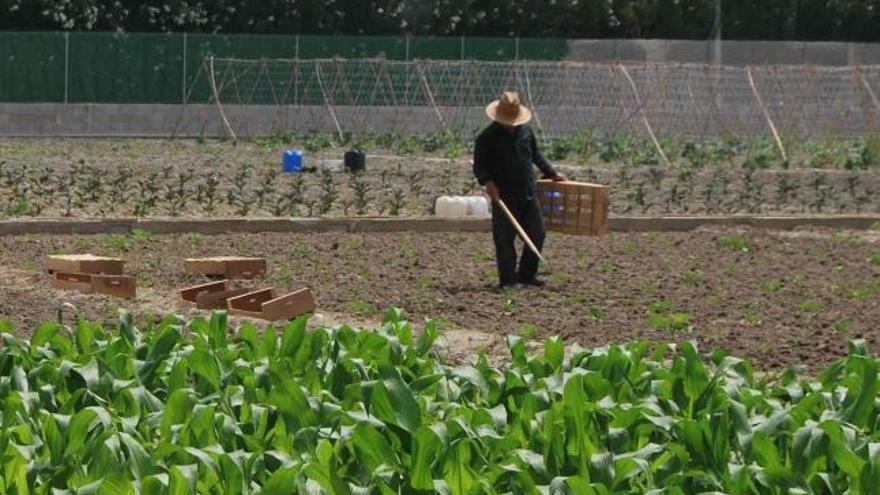 La ciudad recupera el 20 % de su huerta