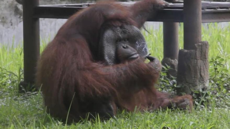 Polémica por el orangután fumador de Indonesia