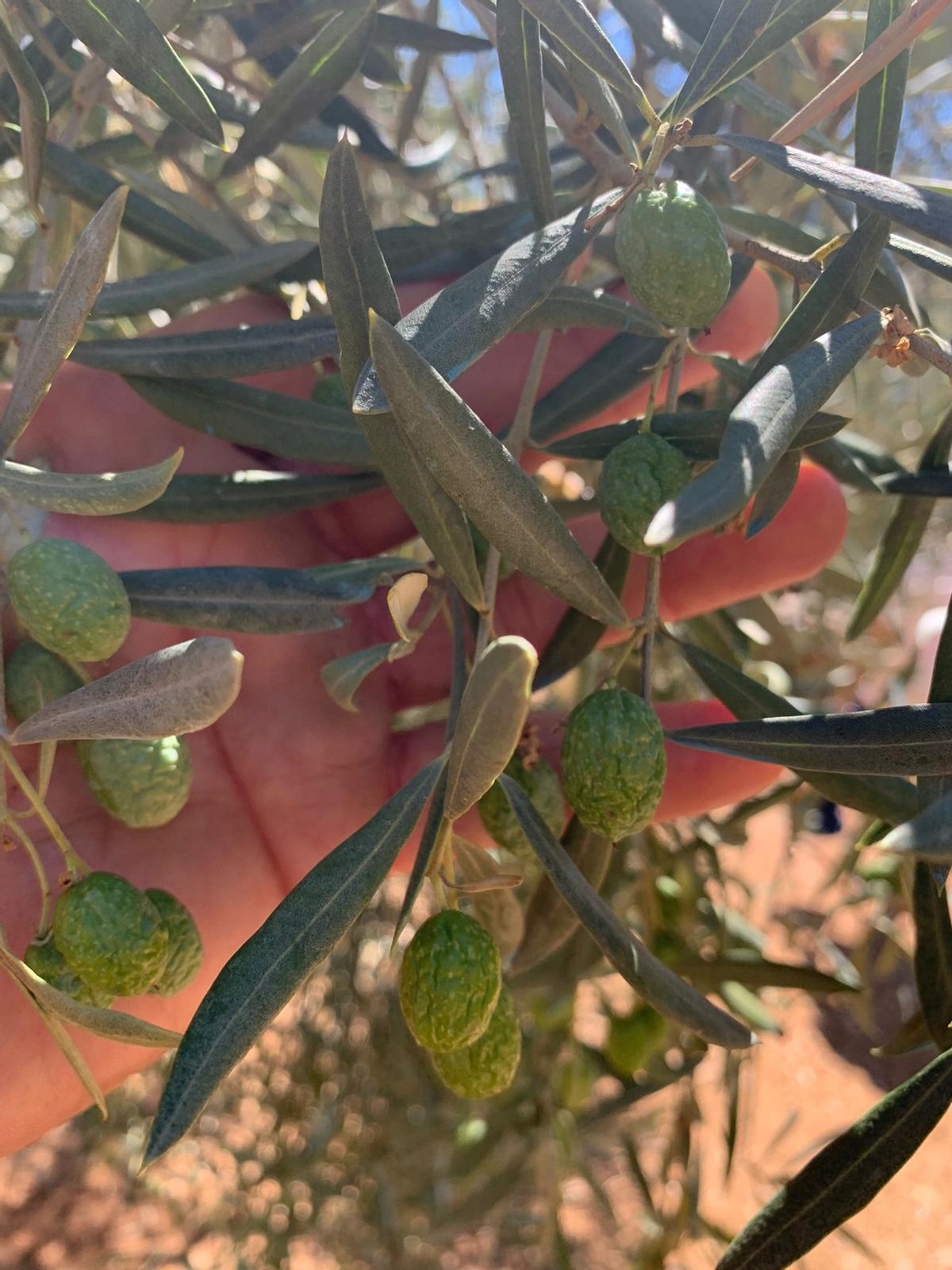 Aceituna arrugada en un olivar de Córdoba.