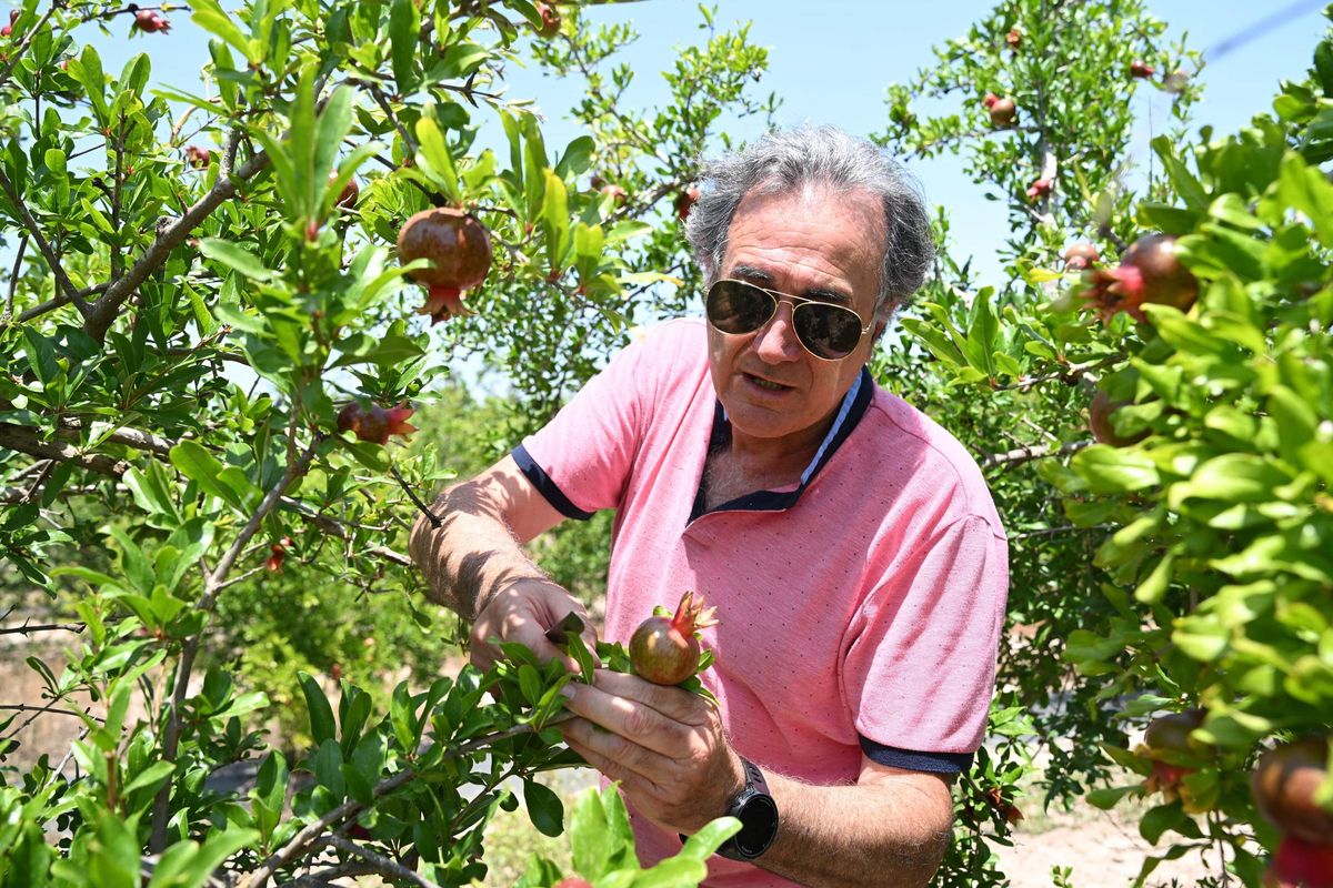 El campo experimental de granada mollar en el que se buscan variedades que aceleren e intensifiquen la coloración.
