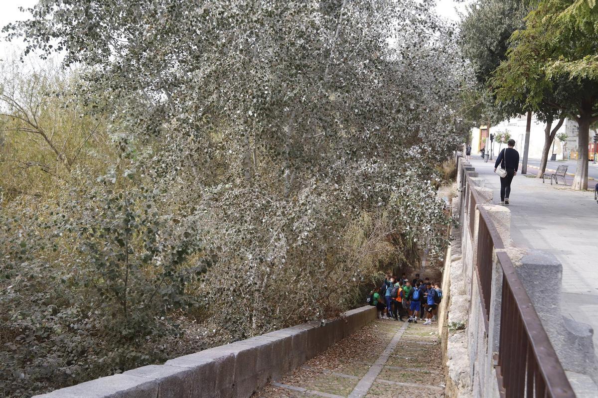 Situación de uno de los accesos al río en el casco urbano.