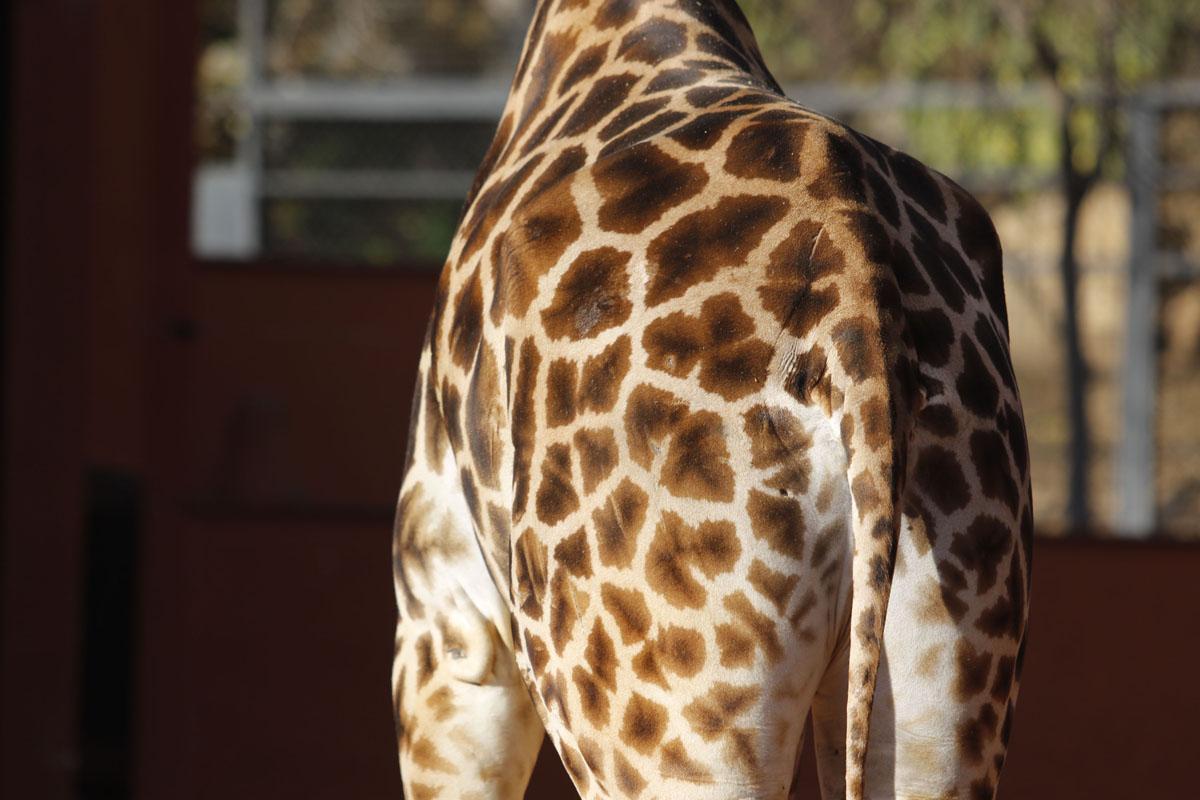 Bulería, la primera jirafa del Zoo de Córdoba Bulería, la primera jirafa del Zoo de Córdoba