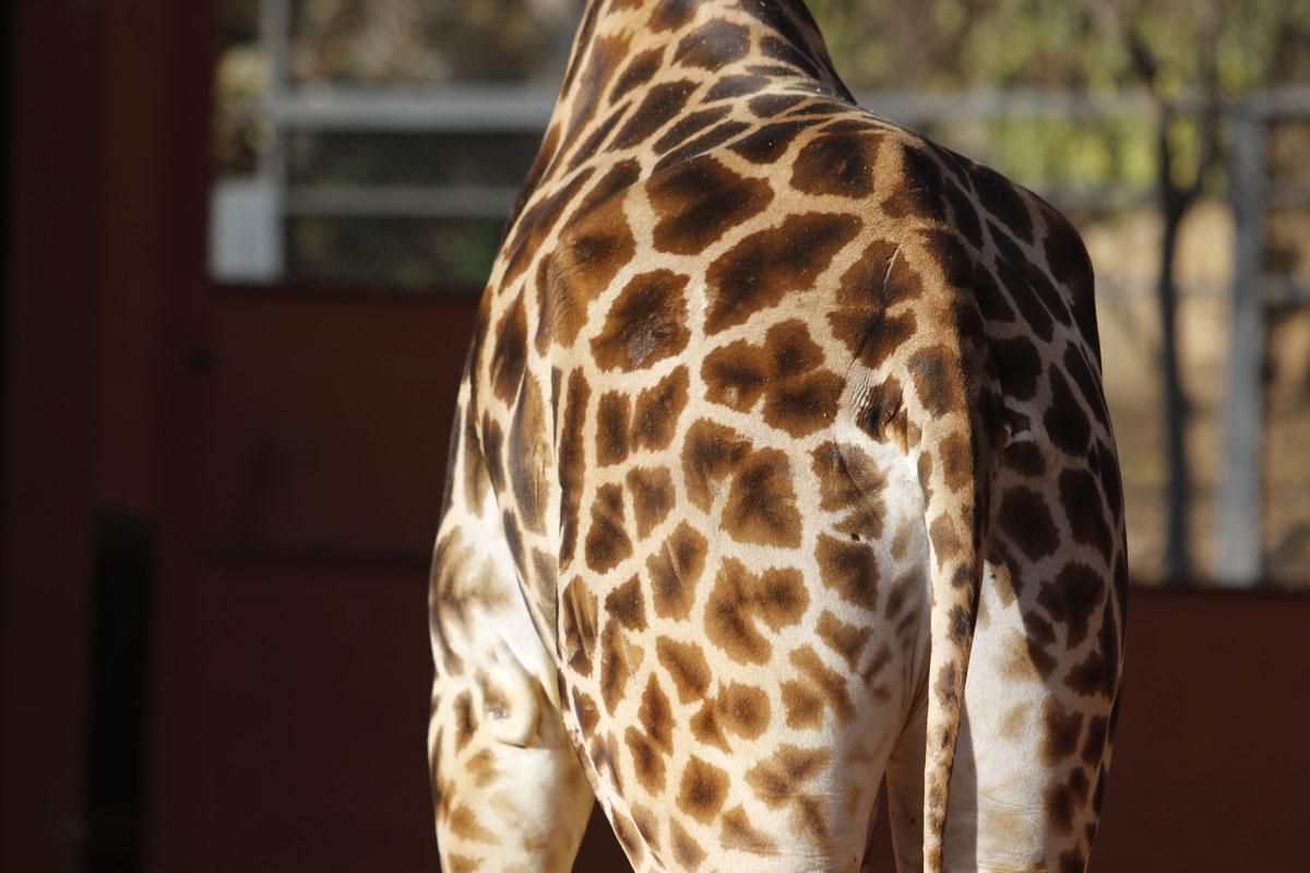 Bulería, la primera jirafa del Zoo de Córdoba